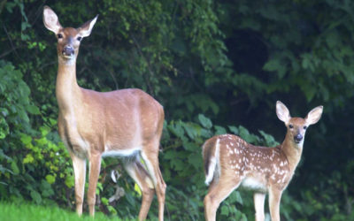 In Nature, no good deed goes unnoticed