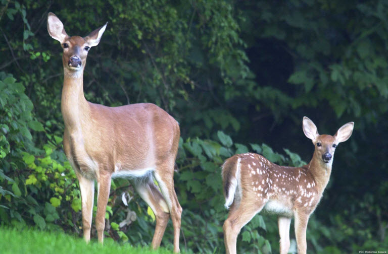 In Nature, no good deed goes unnoticed