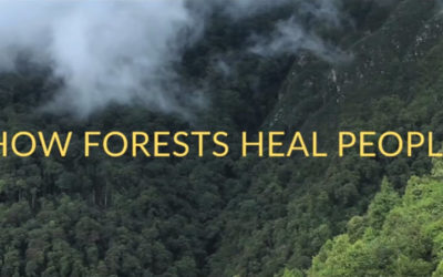 How Plant Spirit Medicine Heals People